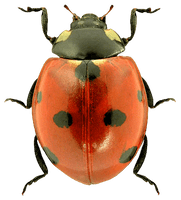 Ladybug Png Image