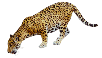 Jaguar Free Png Image