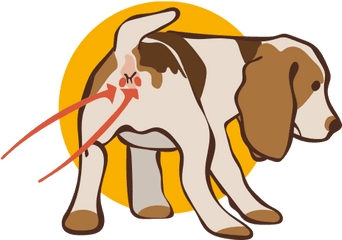 Anal Gland Problems In Dogs - Causes Symptoms U0026 Treatment Dog Anal Gland Png