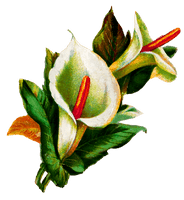 Lily Calla Free Clipart HD - Free PNG