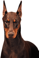 Download Hd Schohaus Dobermans - Doberman Transparent Png