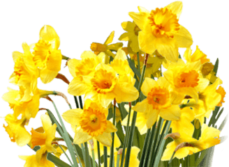 Top Five Yellow Flowers Tumblr Aesthetic - Story Medicine Png Daffodils