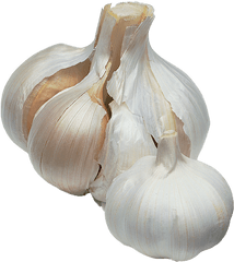 How To Grow Garlic Png Transparent Background