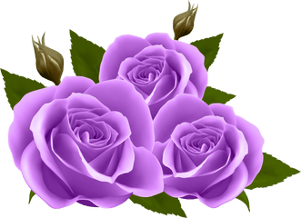 Purple Roses Png Clip Art Image - Purple Rose Clip Art