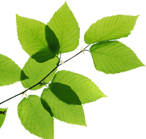 Real Leaves Transparent Image - Free PNG