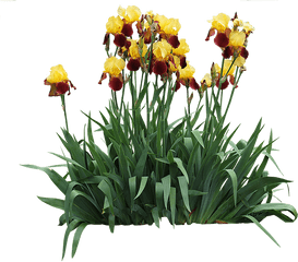 Iris Germanica - Irises Png