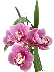 Flowers Orchids Pink - Gambar Bunga Anggrek Png