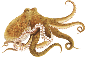 Octopus Png Transparent Mart - Octopus Meaning In Tamil