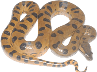 Anaconda Png Transparent Image - Anaconda Png