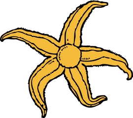 Starfish Clip Art - Starfish Clip Art Png