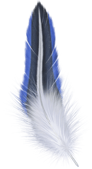 Feather Png - Blue Feather Png