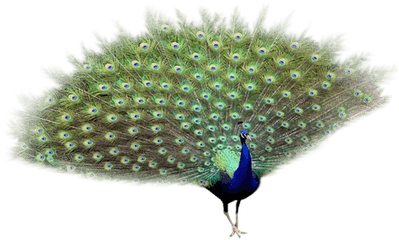 Peacock Png Transparent Images Free - Peafowl