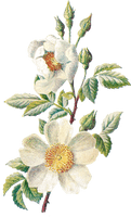 Flower Artwork Free HD Image - Free PNG