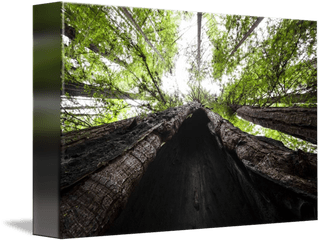 Redwood Cave With Trees By Stephanie Janney - Valdivian Temperate Rain Forest Png