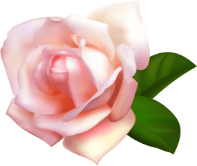 Rose Png Flower Images Free Download - White Rose Clipart Png