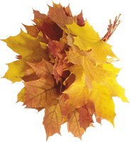 Autumn Png Leaves