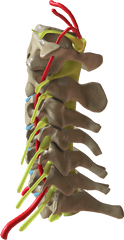 Cervical Spine Side View - Toy Png