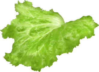 Leaf Lettuce Png Free - Lettuce Leaf Png