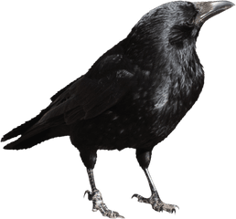 Download Crow Png File - Crow Transparent Png