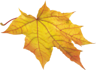 Autumn Leaves Png Icon - Yellow Leaf Png