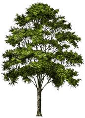 Png Trees Transparent Clipart - Trees Without Background Png