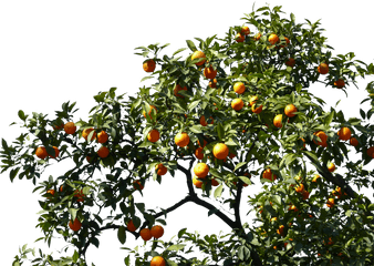 Orange Tree - Transparent Fruit Tree Png