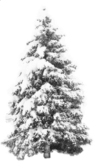 Snow Effect - Winter Snow Tree Png Hd Png Download Snow Pine Tree Png