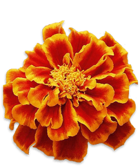 Can I Grow Flowers In My Smallgarden U2013 Dn - Marigolds Png