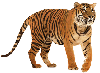 Tiger Png Images - Tiger Png