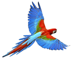 Flying Parrot Png Images Download