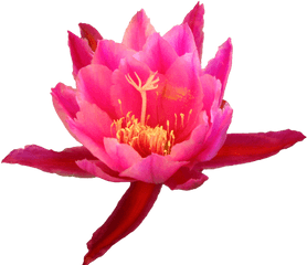 Download Source - Transparentflowers Tumblr Com Transparent Cactus Flower Png