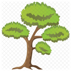 Scots Pine Tree Icon - Gambel Oak Png