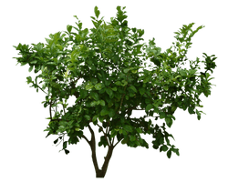 Leaf Plant Tree Shrub PNG Image High Quality