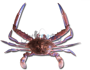 Blue Swimmer Crab - Chesapeake Blue Crab Png