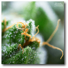 Macro Lens Marijuana Leaf - Marijuana Sticker 022 Png