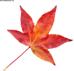 Autumn Leaf Png Transparent Image - Transparent Autumn Leaf