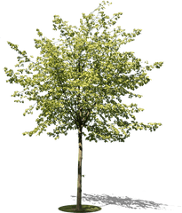 Small Tree I - River Birch Png