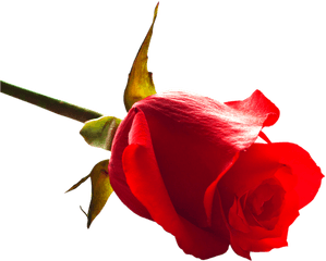 Rose Png Image - Purepng Free Transparent Cc0 Png Image Rose Png