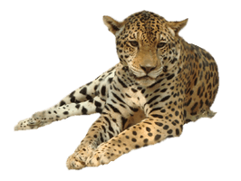 Leopard Png Image