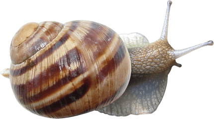 Snail Png - Snails Png