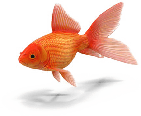 Goldfish Png Transparent - Goldfish Transparent