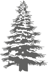 Transparent Png Svg Vector File - White Pine Tree Png