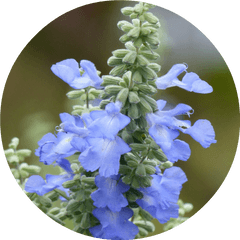 Download Monkshood Drawing Blue Png Sage