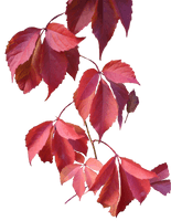 Leaves Png Image
