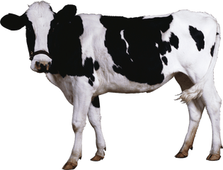 Cow Png Images - Cow Png