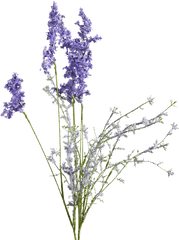 Lavender Stem Transparent Png Clipart - Lavender Flower Drawing Transparent