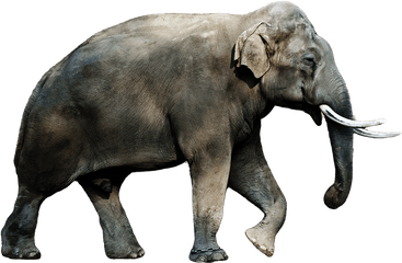 Asian Elephant Clipart Transparent - Asian Elephant Images Png