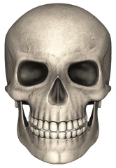 Skull Face Png Image - Skull Png
