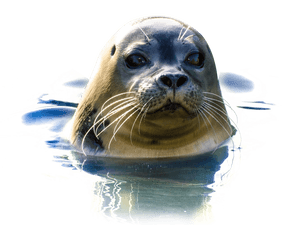 Seal Png Image - Sea Lion Transparent