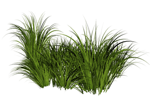 Grass Pic HD Image Free - Free PNG